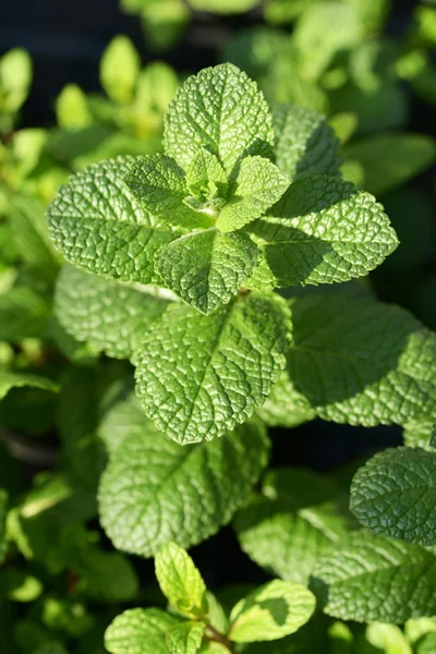 Close up Foglie verdi sane di pianta di menta — Foto Stock