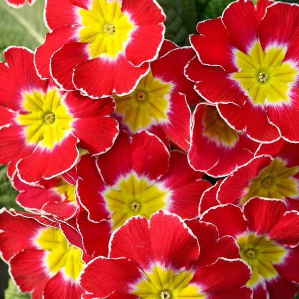 Colorful yellow and red primroses — Stock Photo, Image