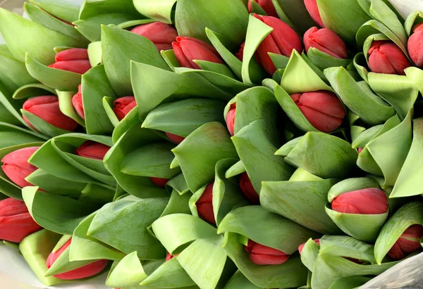 Large bunch of red tulip buds — Stock Photo, Image