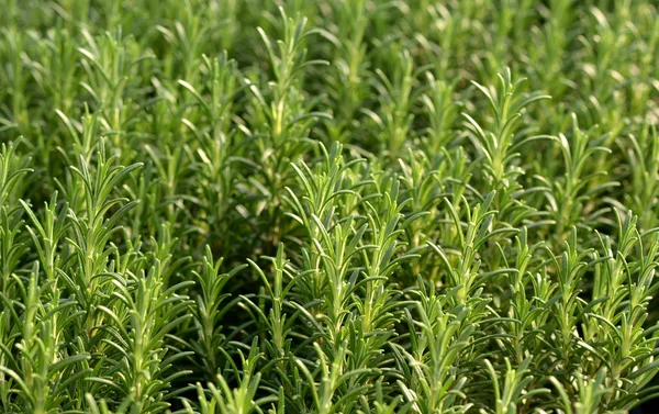 Fresh rosemary plants — Stock Photo, Image