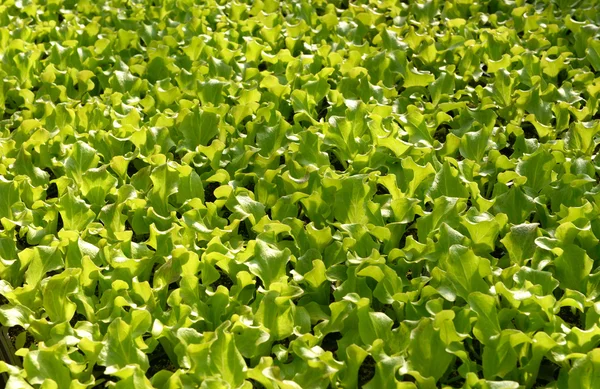 Fresh young lettuce plants — Stock Photo, Image