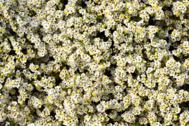 Güzel beyaz limonium çiçek havai görünümü