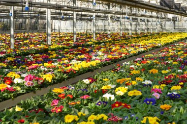 Çuha çiçeği ekimi Çiçekçilik çiftliğinde