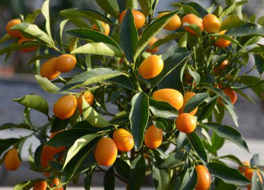 Taze mandalina ağaçta büyüyen