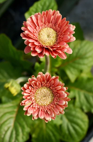 Flowering red Gerbera daisies — Stock Photo, Image