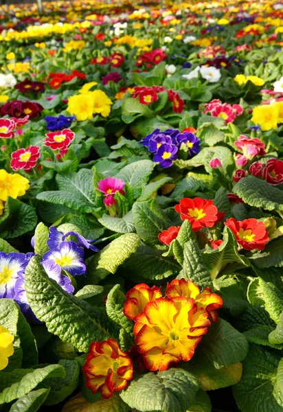 Primroses em uma plantação de floricultura — Fotografia de Stock