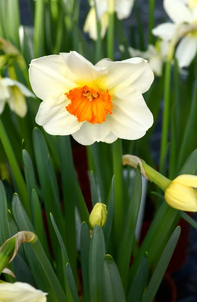 Jonquille panachée ou narcisse — Photo