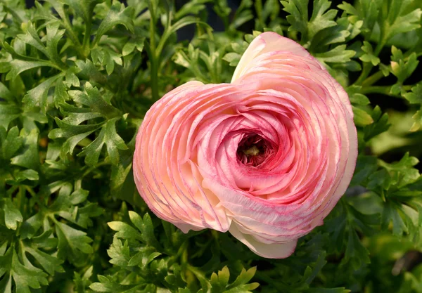 Buttercup rosa ou flor Ranunculus — Fotografia de Stock