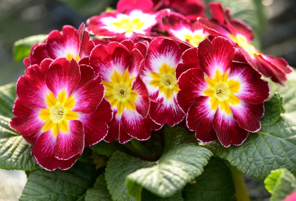 Colorful variegated red and yellow primroses — Stock Photo, Image