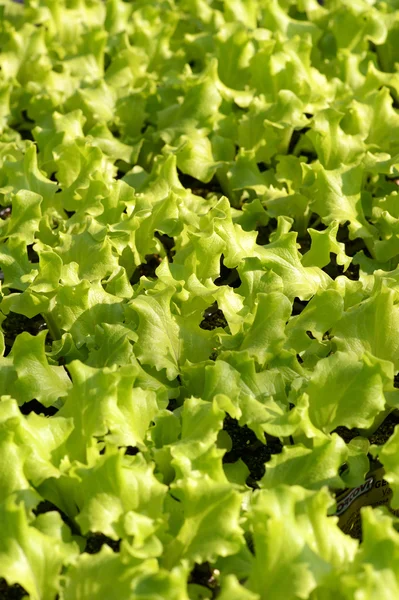 Молодые растения зеленого салата — стоковое фото