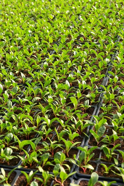Salad plantation with rows of seedlings — Stock Photo, Image