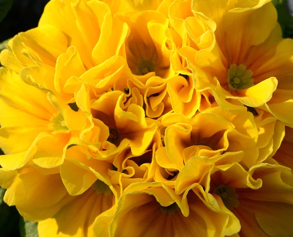 Close Up of Yellow Primula in Bloom — Stock Photo, Image