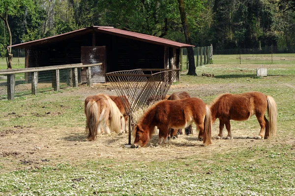 Herd of brown ponies feeding on hay — Stock Photo, Image