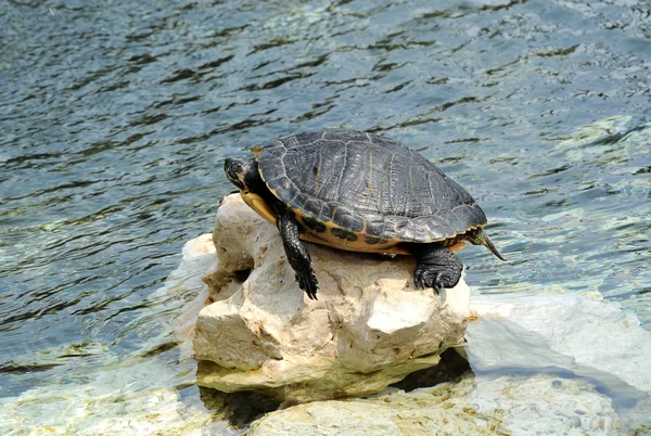 Banho de sol de tartaruga na rocha na borda da água — Fotografia de Stock
