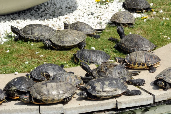 Groep van schildpadden zonnen zelf — Stockfoto