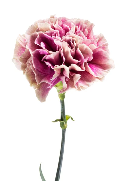 Single fresh pink carnation — Stock Photo, Image