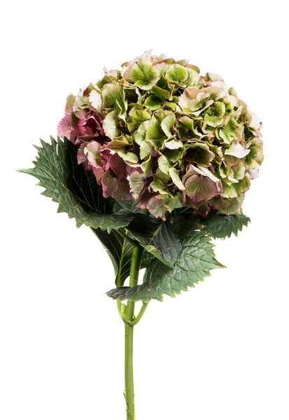 Flor de hortensia verde fresca —  Fotos de Stock