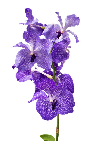 Vibrantes orquídeas púrpuras sobre fondo blanco —  Fotos de Stock