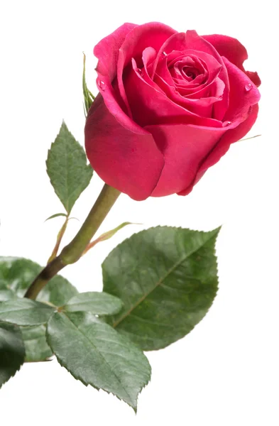 Single red rose isolated on white — Stock Photo, Image