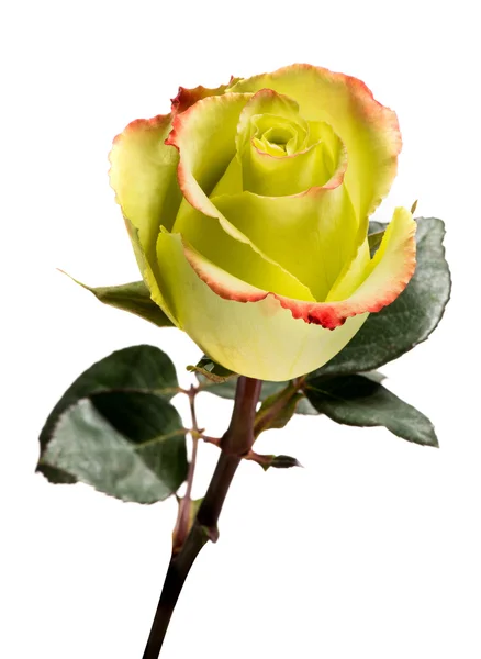 Enkel gul rose på hvit bakgrunn – stockfoto