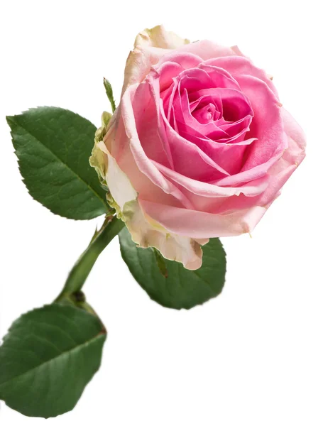 Ganske frisk rosa rose – stockfoto