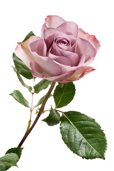 Lavender Colored Rose on White Background — Stock Photo, Image