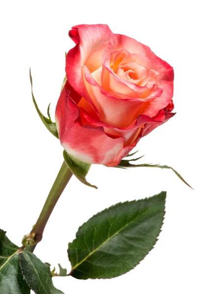 Red and Peach Colored Rose on White Background — Stock Photo, Image