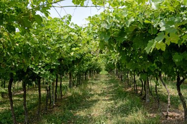 Kafesli Vines satırları