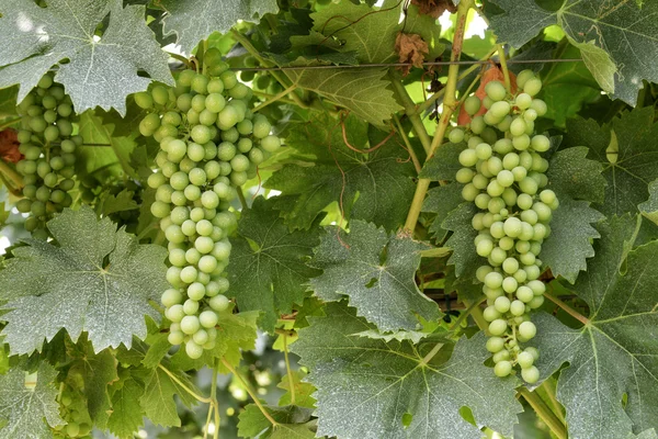 Bando de uvas brancas não maduras em videiras — Fotografia de Stock