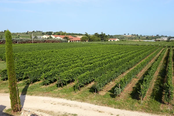 Vue paysage d'un vignoble estival soigné — Photo