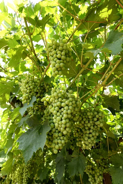 Colheita de uvas brancas maduras na vinha — Fotografia de Stock