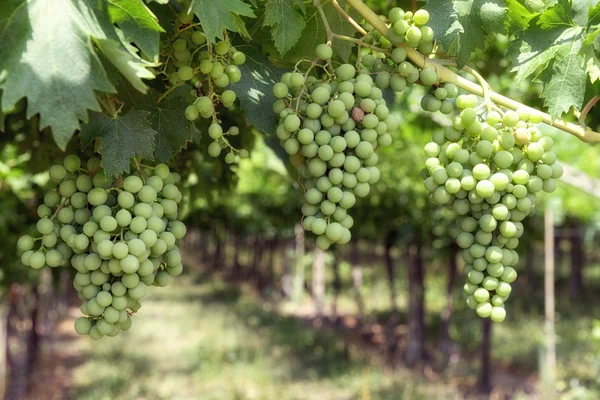 Bunches of unripe white grapes — Stock Photo, Image