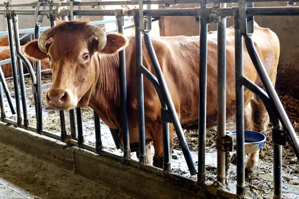 Single young ox feeding in a winter barn — Stock Photo, Image