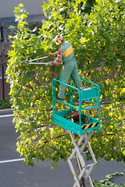 Jardinier tailler le feuillage sur un arbre — Photo