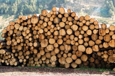 Large woodpile of felled trees clipart