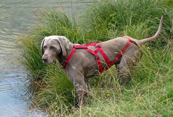 Weimaraner mit rotem Geschirr — Stockfoto