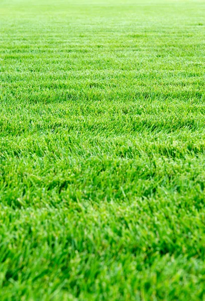 Herbe verte fraîche texture de fond — Photo