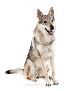 Czechoslovakian wolfdog sitting panting