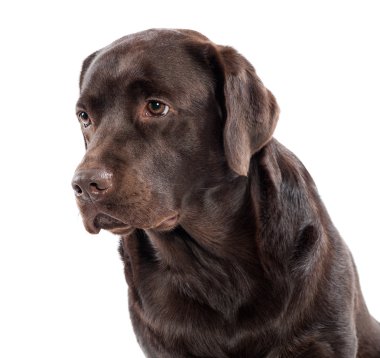 Gentle lovable chocolate labrador retriever