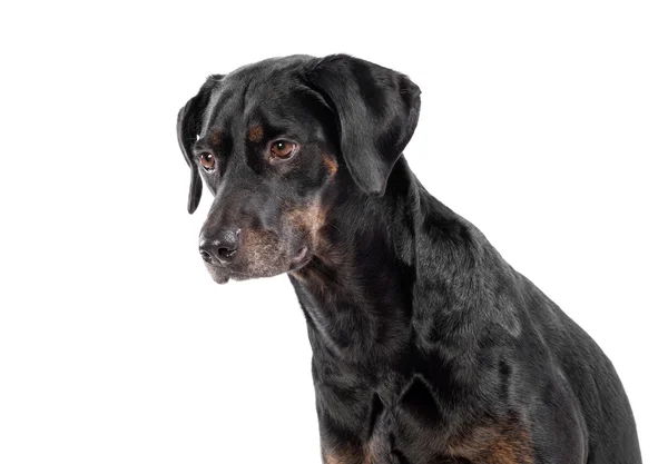 Thoughtful little black dog — Stockfoto