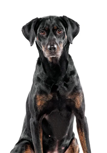 Cute black dog staring at the camera — Stockfoto