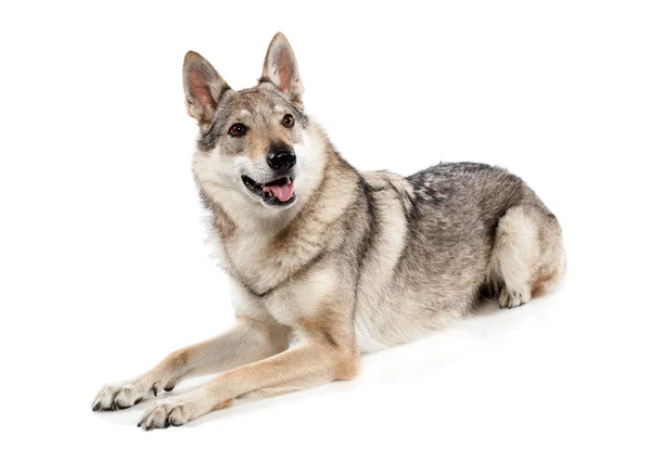 Alert Czechoslovakian wolfdog — Stockfoto