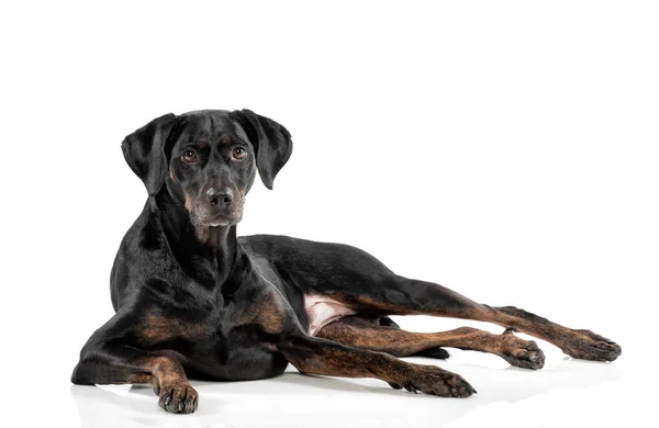 Relaxed black dog lying on a white background — Stockfoto