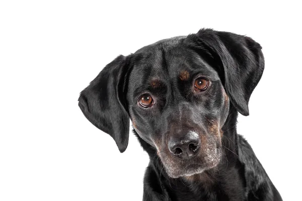 Curious cute black dog — Stockfoto