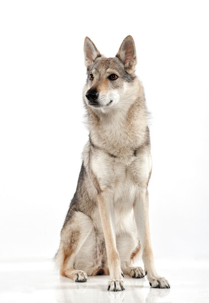 Czechoslovakian wolfdog with an alert expression