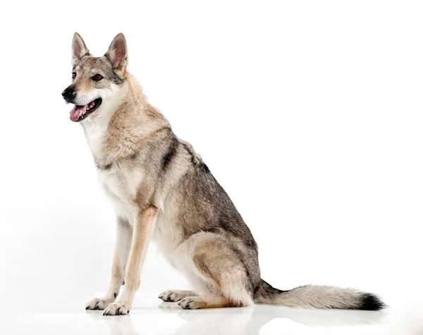 Czechoslovakian hybrid wolf dog — Stock Photo, Image