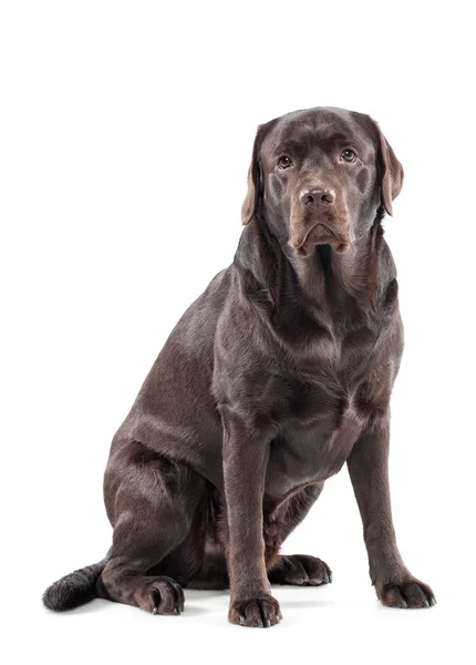 Big gentle chocolate labrador retriever — Stockfoto