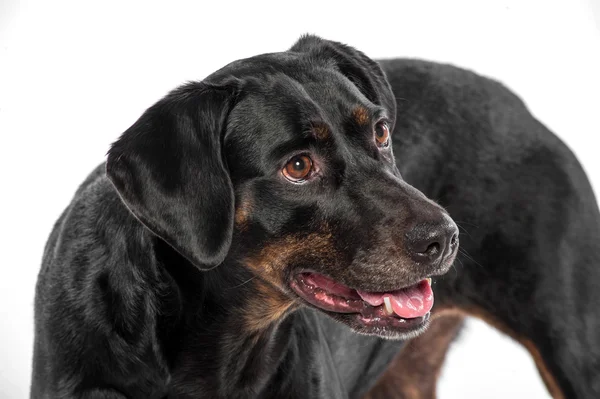 Slimme zwarte hond op witte achtergrond — Stockfoto