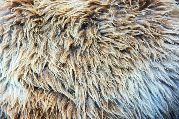 Fur texture full frame closeup — Stock Photo, Image