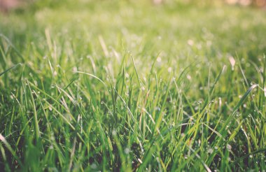 Çimenlere su damlıyor.